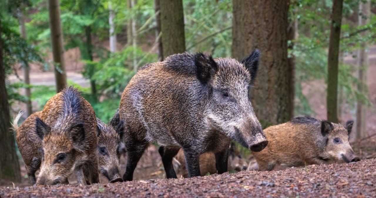 80 dzików będzie odławianych i uśmiercanych w Gdyni. Chodzi o ASF