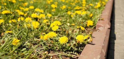 Naturalny pogromca mleczy. Zmieszaj i spryskaj. Znajdziesz w kuchni