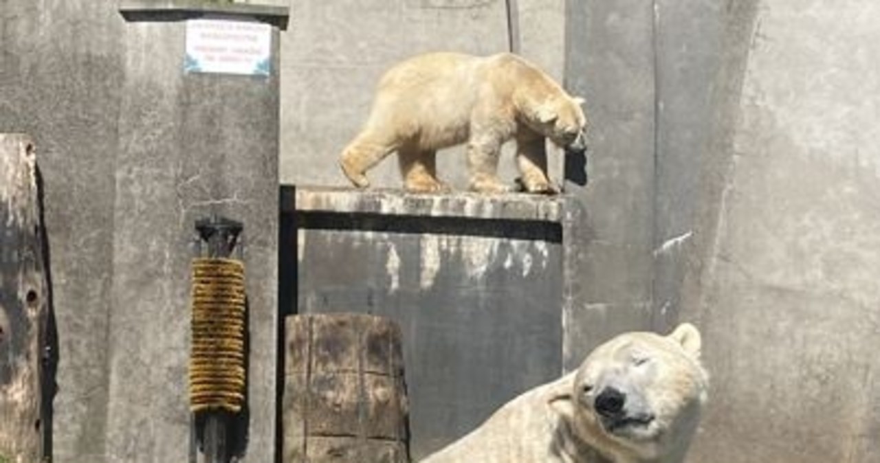 Białe niedźwiedzie opuszczają warszawskie zoo
