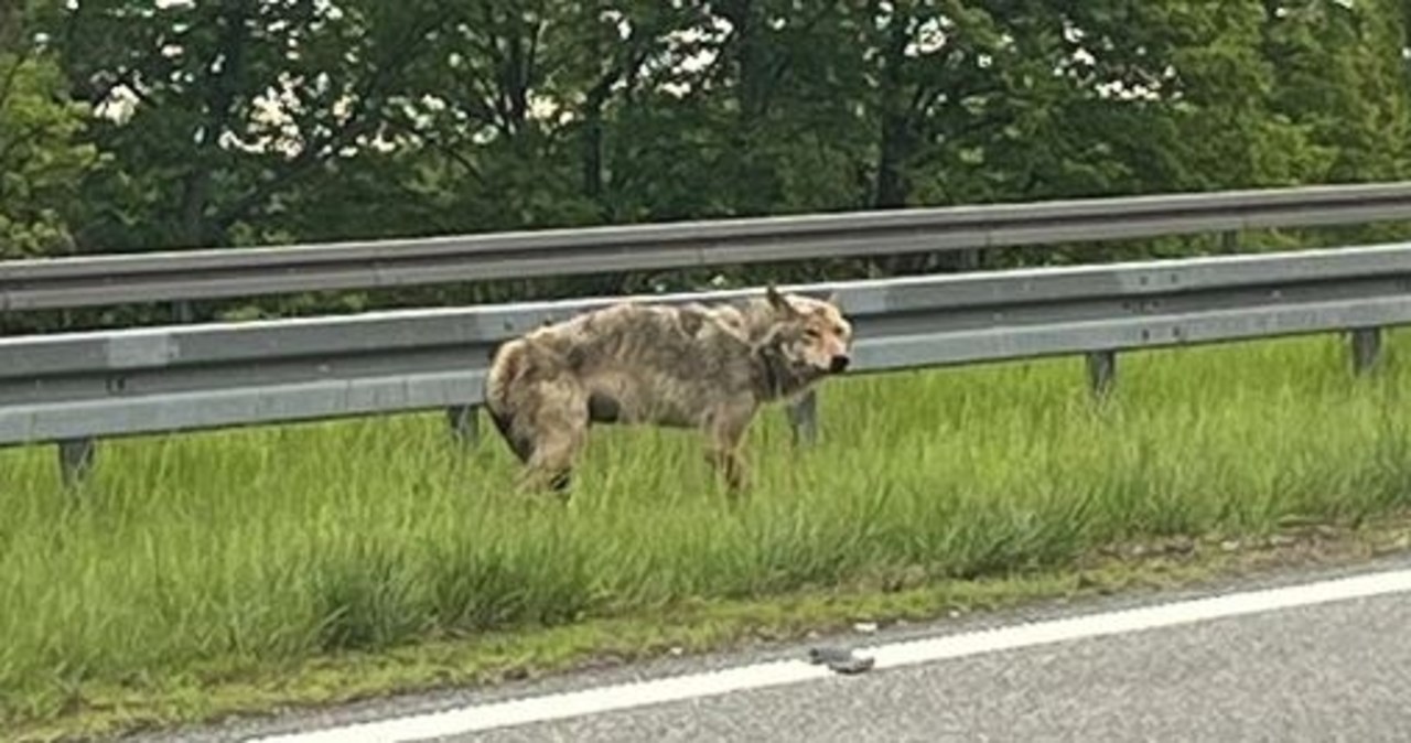 Policjanci pomogli wilkowi. Na S7 zwierzę potrącił samochód