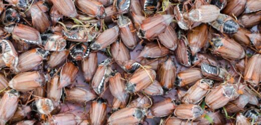 Chmarami obłapiają człowieka. Żarłoczne owady grasują pod koniec wiosny