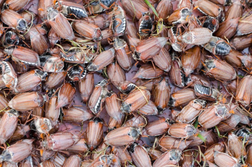 Chmarami obłapiają człowieka. Żarłoczne owady grasują pod koniec wiosny