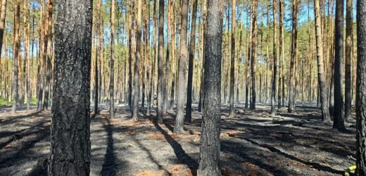 Pożar w Borach Tucholskich. Apel do turystów: Opuśćcie park narodowy