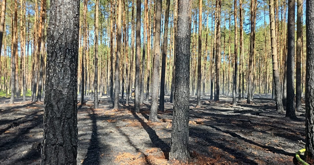 Pożar w Borach Tucholskich. Apel do turystów: Opuśćcie park narodowy