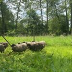 Stado owiec „strzyże” trawę w parku Arkadia