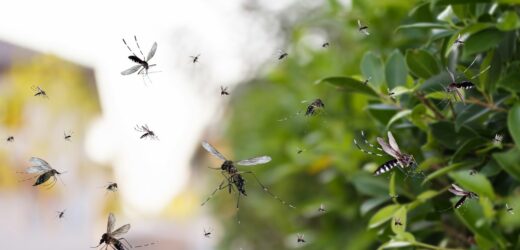 Plaga komarów w Chorwacji. Drony nową bronią