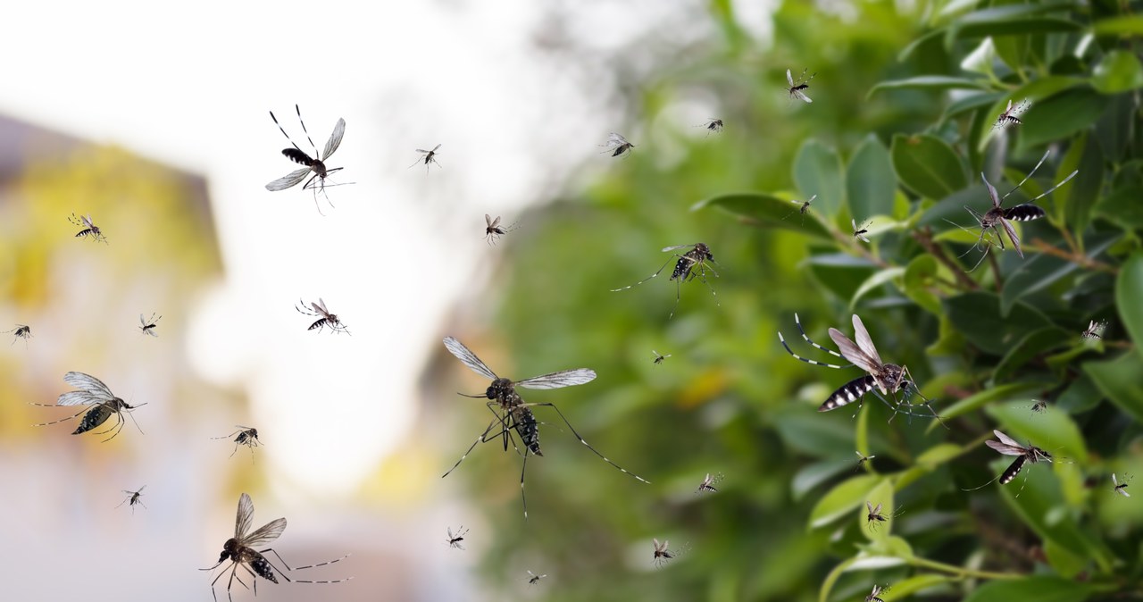 Plaga komarów w Chorwacji. Drony nową bronią