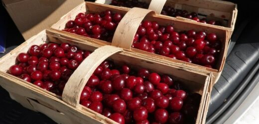 Superfoods z polskiego sadu. Te owoce odmłodzą organizm i ochronią przed chorobami serca