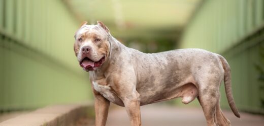 Kobieta zagryziona przez własne psy. American bully znów zaatakowały