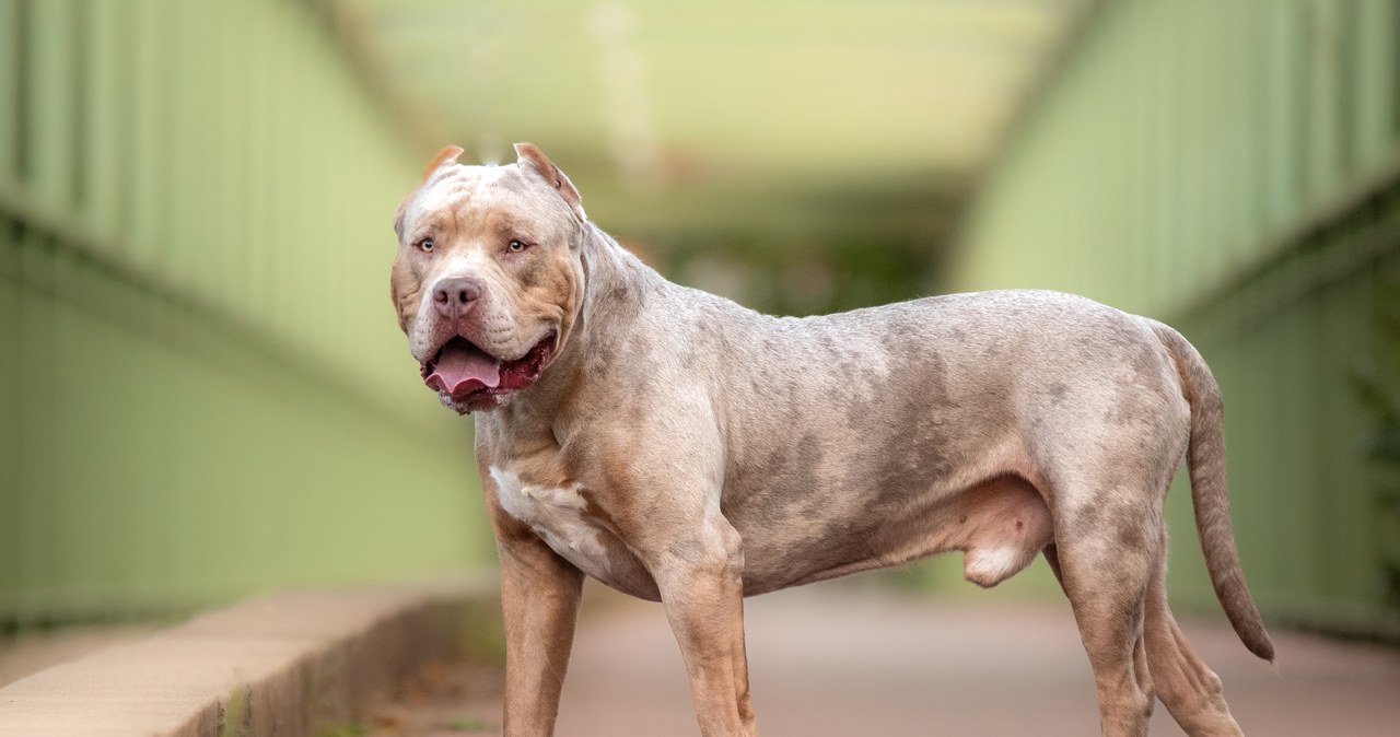 Kobieta zagryziona przez własne psy. American bully znów zaatakowały