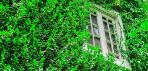 Pięknie wyglądają i chronią przed wścibskim sąsiadem. Oto najlepsze pnącza na balkon
