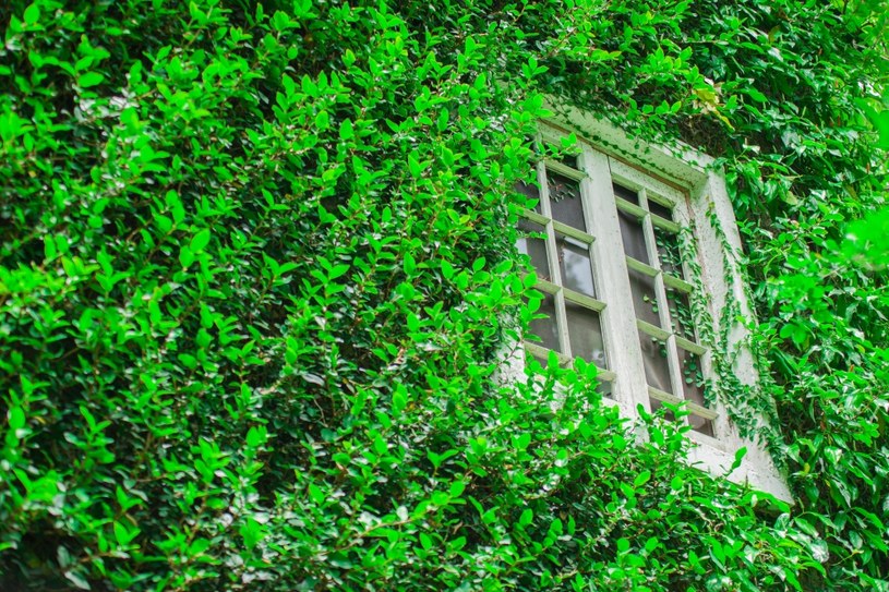 Pięknie wyglądają i chronią przed wścibskim sąsiadem. Oto najlepsze pnącza na balkon