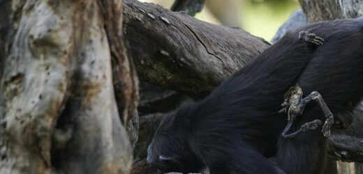 Poruszający widok w zoo. Szympansica opiekuje się swoim martwym dzieckiem