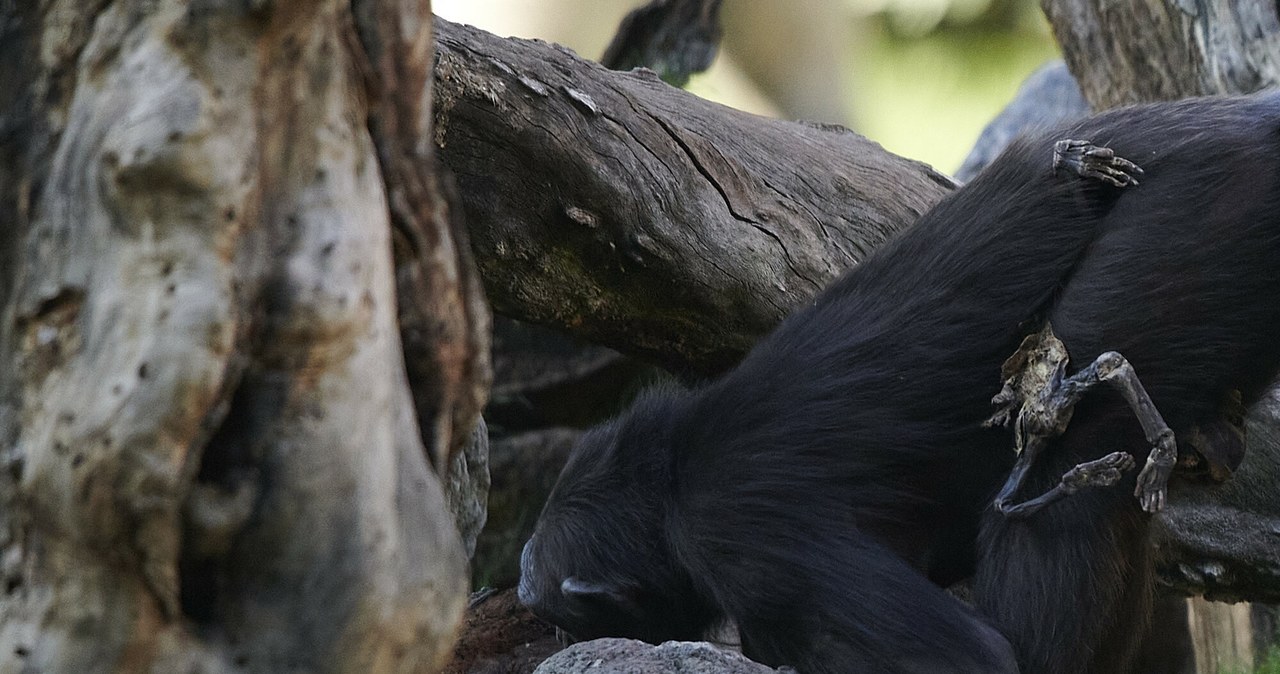 Poruszający widok w zoo. Szympansica opiekuje się swoim martwym dzieckiem