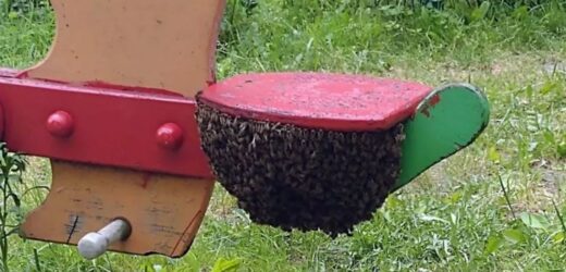 Rój pszczół na huśtawce. Mama w porę go zobaczyła