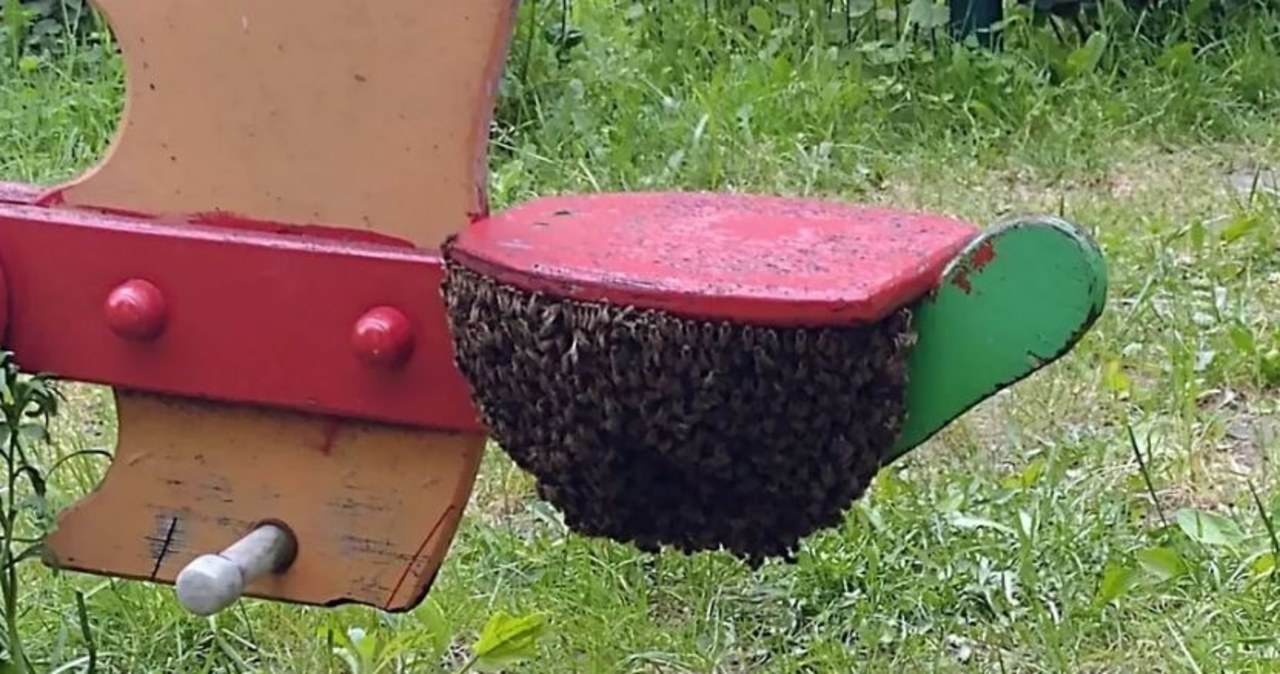 Rój pszczół na huśtawce. Mama w porę go zobaczyła