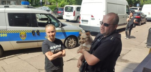 Pies w rozgrzanym aucie. Interweniowali strażnicy miejscy i TOZ