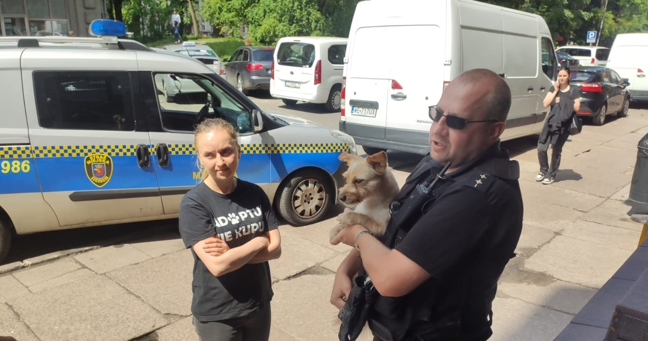 Pies w rozgrzanym aucie. Interweniowali strażnicy miejscy i TOZ