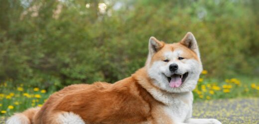 6-latka pogryziona przez psy rasy Akita Inu