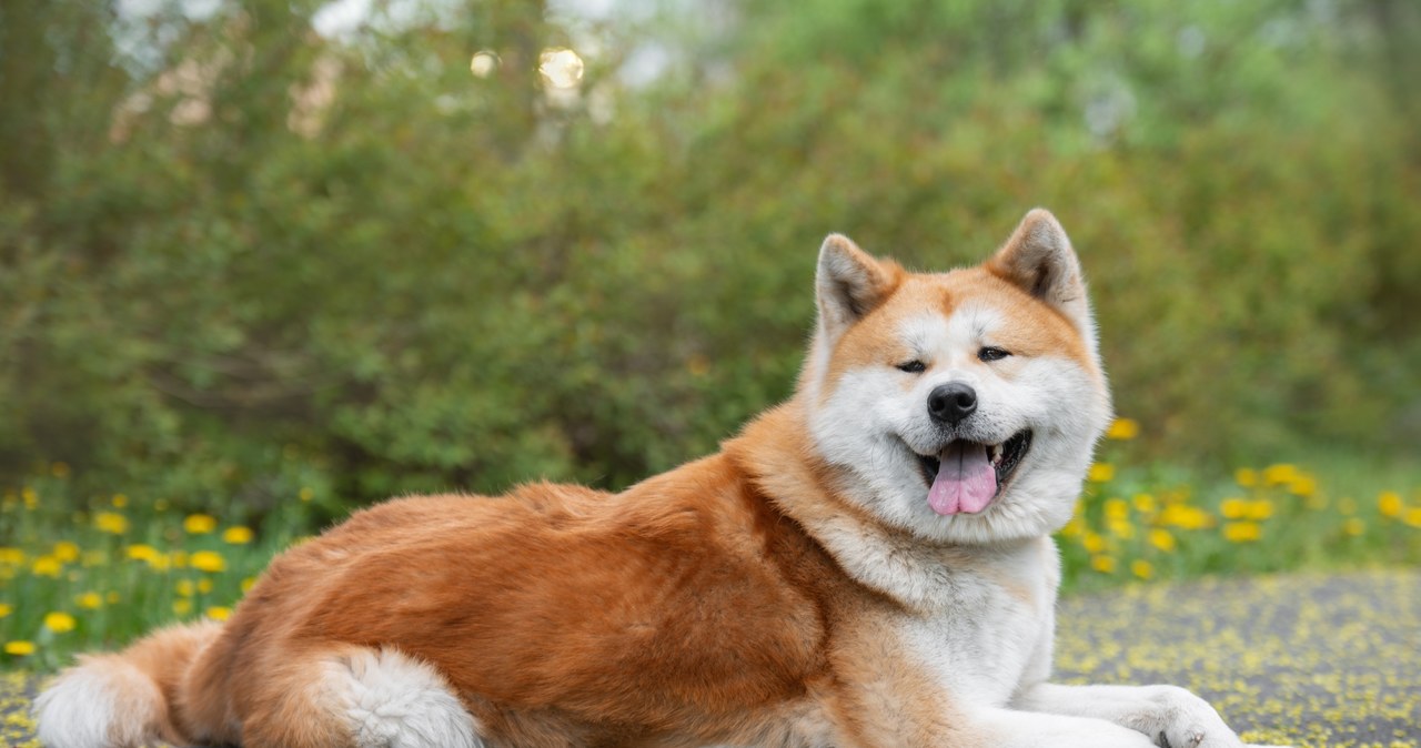 6-latka pogryziona przez psy rasy Akita Inu