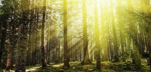 Japoński test psychologiczny odkryje prawdę o tobie. Zawiera 8 pytań