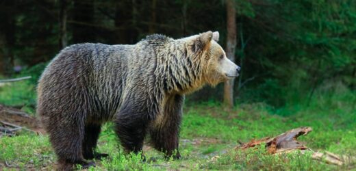 Niedźwiedź na ulicach Jordanowa. Władze apelują o ostrożność