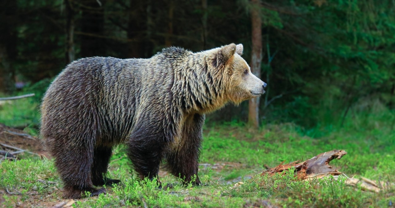 Niedźwiedź na ulicach Jordanowa. Władze apelują o ostrożność