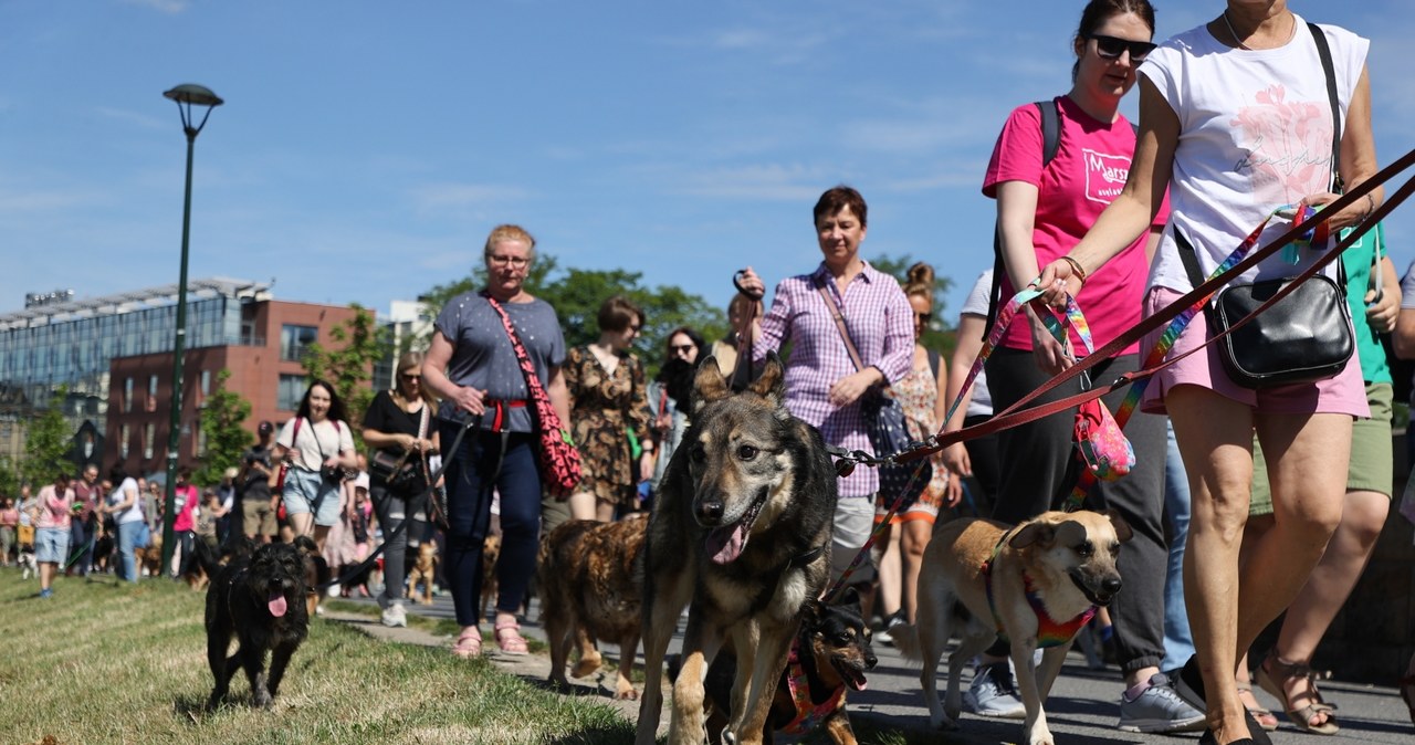 Święto adopciaków w Krakowie. XIV Marsz Azylanta