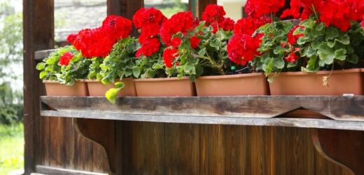 Instrukcja obsługi pelargonii. Kwiaty będą wielkie jak puszyste pompony