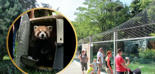 Wrocławskie zoo ma nowego lokatora. Bernie przyleciał do Polski samolotem