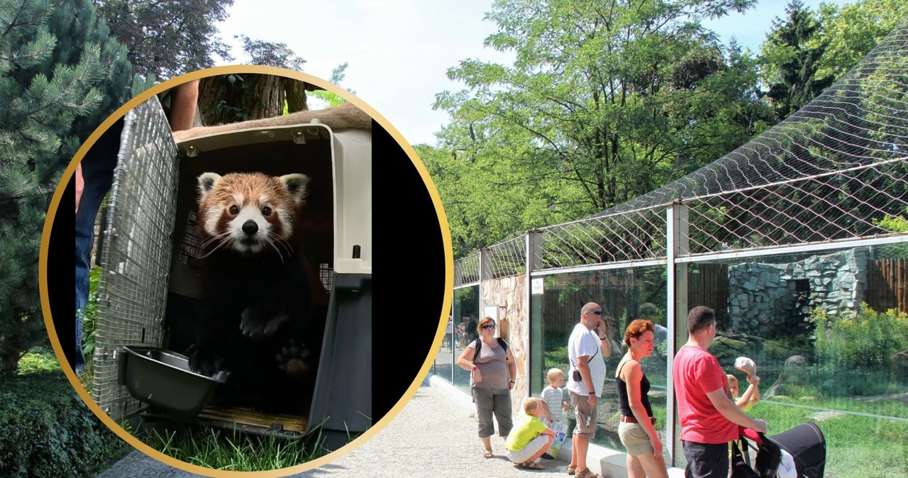 Wrocławskie zoo ma nowego lokatora. Bernie przyleciał do Polski samolotem