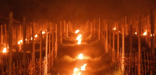 ​Winiarze z Dolnego Śląska: Zbiory mogą być nawet o 85 proc. niższe