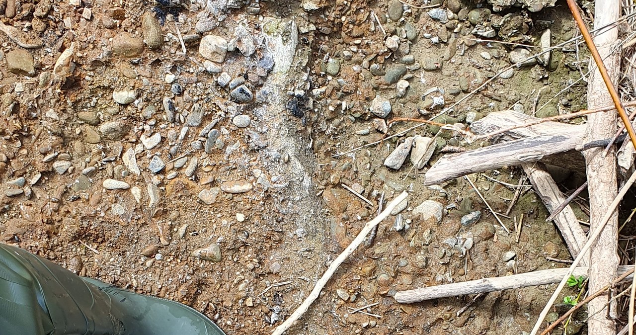 ​Mamuty dobrze biorą w Rabie. Sensacyjne odkrycie w Małopolsce