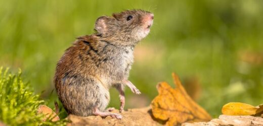 Gryzonie przejęły twój ogród? Oto sprawdzone sposoby na pozbycie się tych niechcianych gości