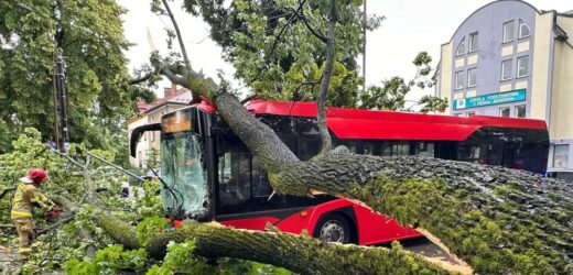 Drzewo przewróciło się na autobus miejski w Żywcu. Są ranni