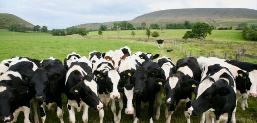 Muzyka dla krów. Obroża staje się pastuchem