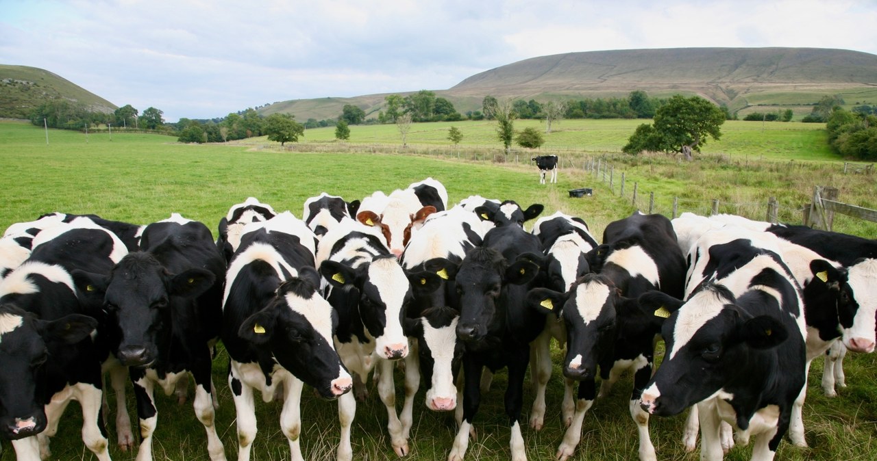 Muzyka dla krów. Obroża staje się pastuchem