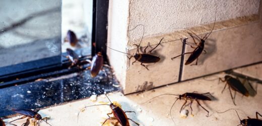 Karaluchy, kleszcze i komary tygrysie zmorą wakacji w Hiszpanii