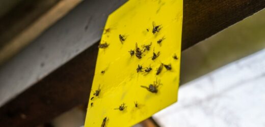 Zauważyłeś w domu podejrzane kokony? Działaj, a wypędzisz szkodnika