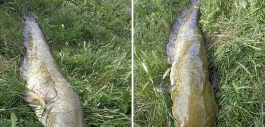 Gigantyczny sum wyłowiony w Trzcianie