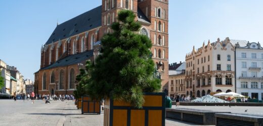 Więcej drzew na Rynku Głównym? Specjaliści z Politechniki Krakowskiej przygotują projekt