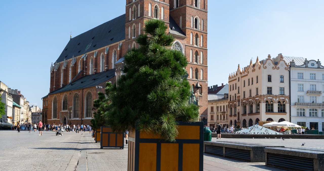 Więcej drzew na Rynku Głównym? Specjaliści z Politechniki Krakowskiej przygotują projekt