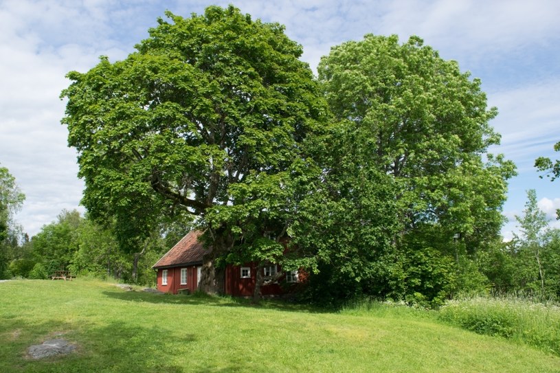 Oto przykłady najgorszych sąsiadów. Tych drzew lepiej nie sadzić przy domu