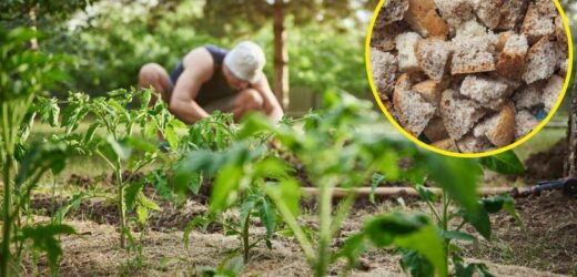 Czerstwe pieczywo nie pójdzie na zmarnowanie. Rozmiękczone w wodzie odżywi uprawy