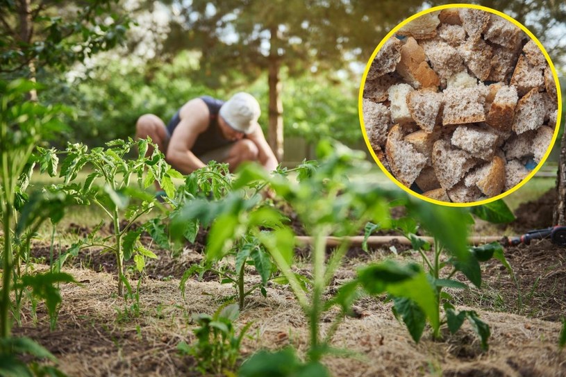 Czerstwe pieczywo nie pójdzie na zmarnowanie. Rozmiękczone w wodzie odżywi uprawy