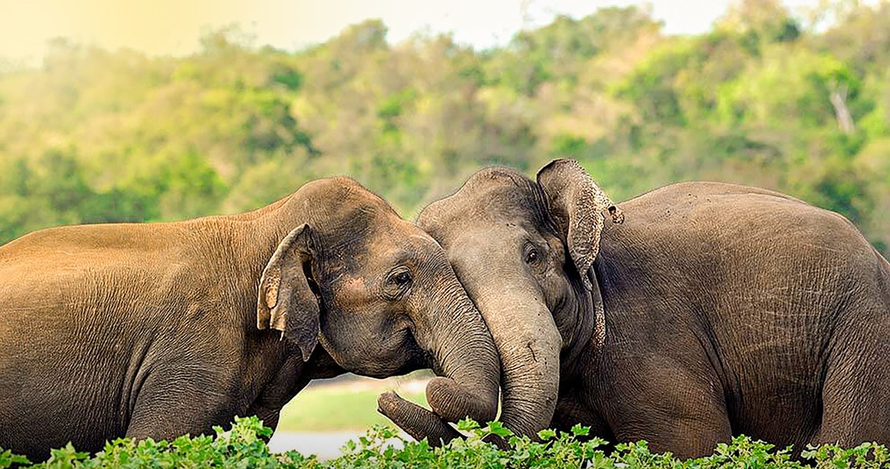 Słonie zwracają się do siebie po imieniu. Zaskakujące wyniki badań