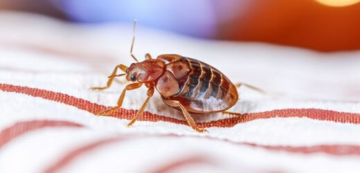 Jedna z najgorszych pamiątek z wakacji. Pasożyt wchodzi do walizek niepostrzeżenie