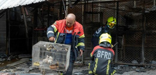 Około 1000 zwierząt zginęło w pożarze „hańby Bangkoku”
