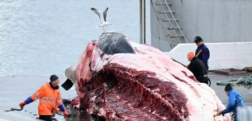 Rząd Islandii wydał licencję na zabijanie wielorybów