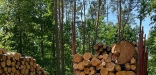 Nieszczęśliwy wypadek przy załadunku drewna